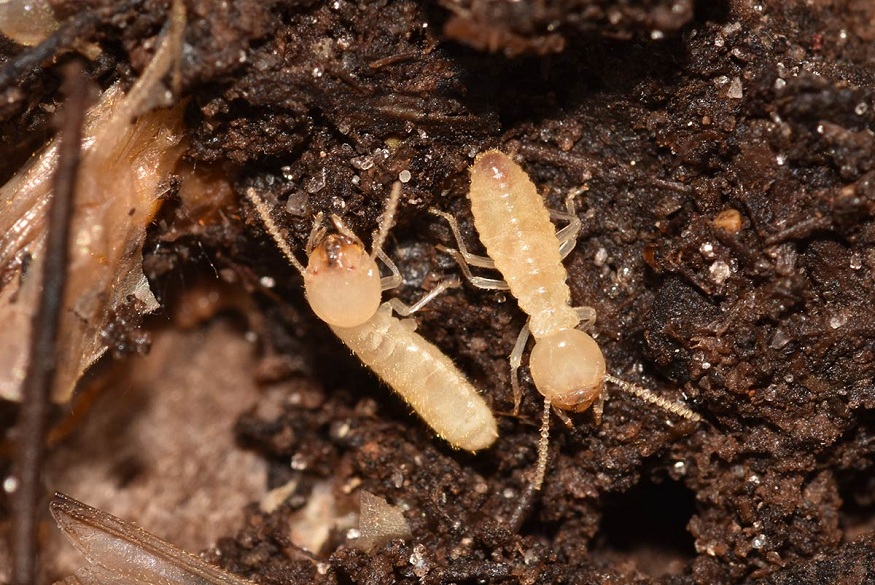 How Are Financial Losses Observed In Warehouses After Termite Infestations?